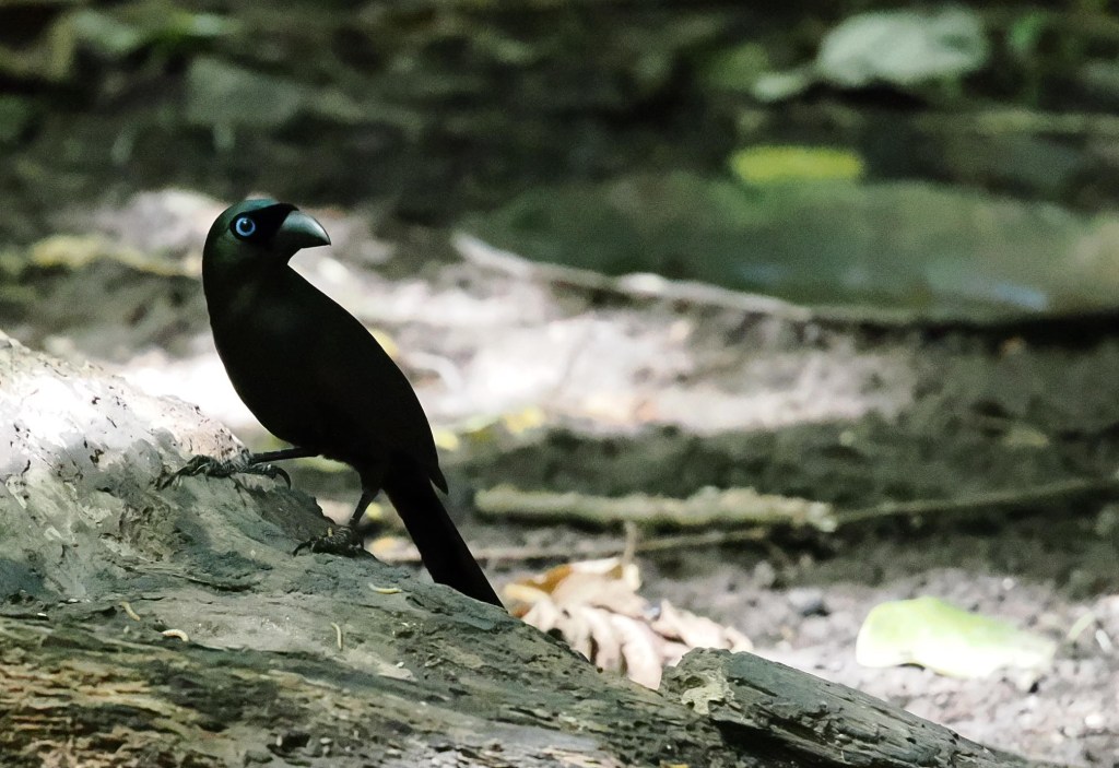 A bird with black feathers and bright blue eyes perched on a log in a forested area.