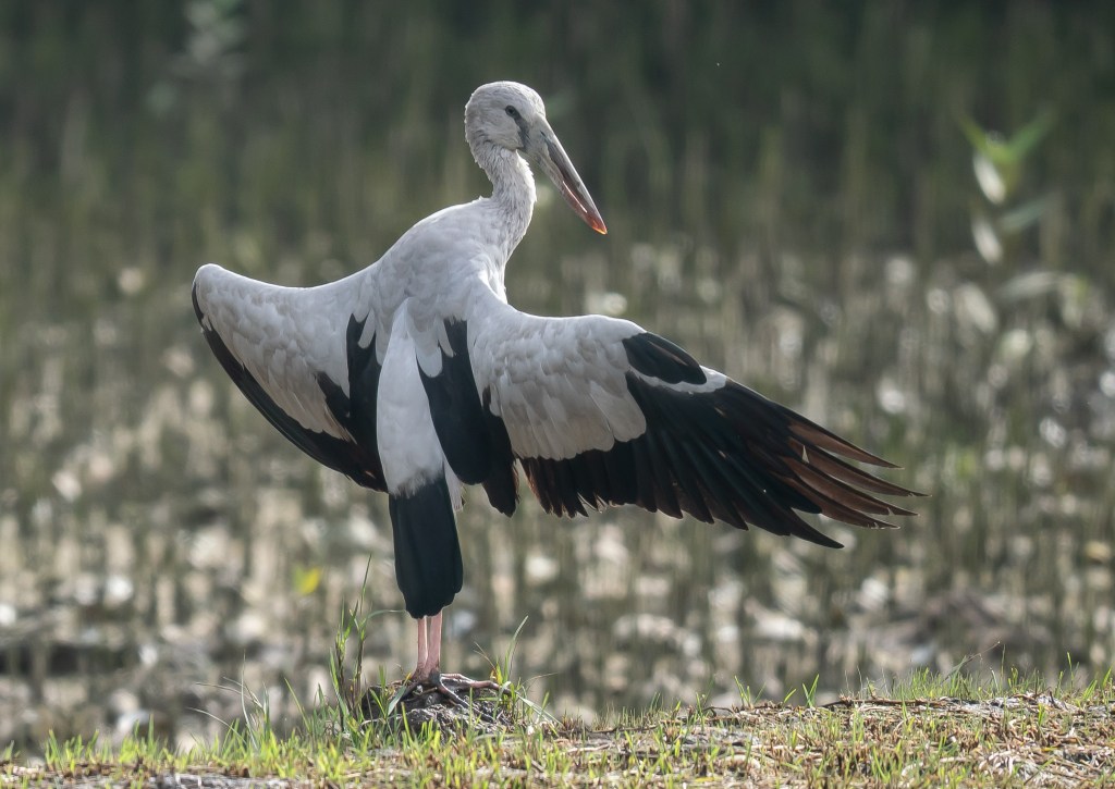 A stork with outstretched wings stands on a grassy area near water, showcasing its distinctive black and white plumage.