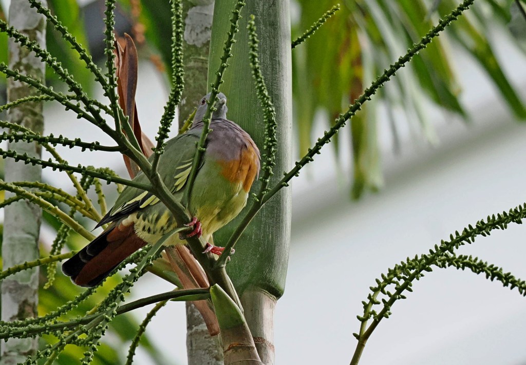 A bird perched among green palm fronds with a blurred background, showcasing its colorful plumage.