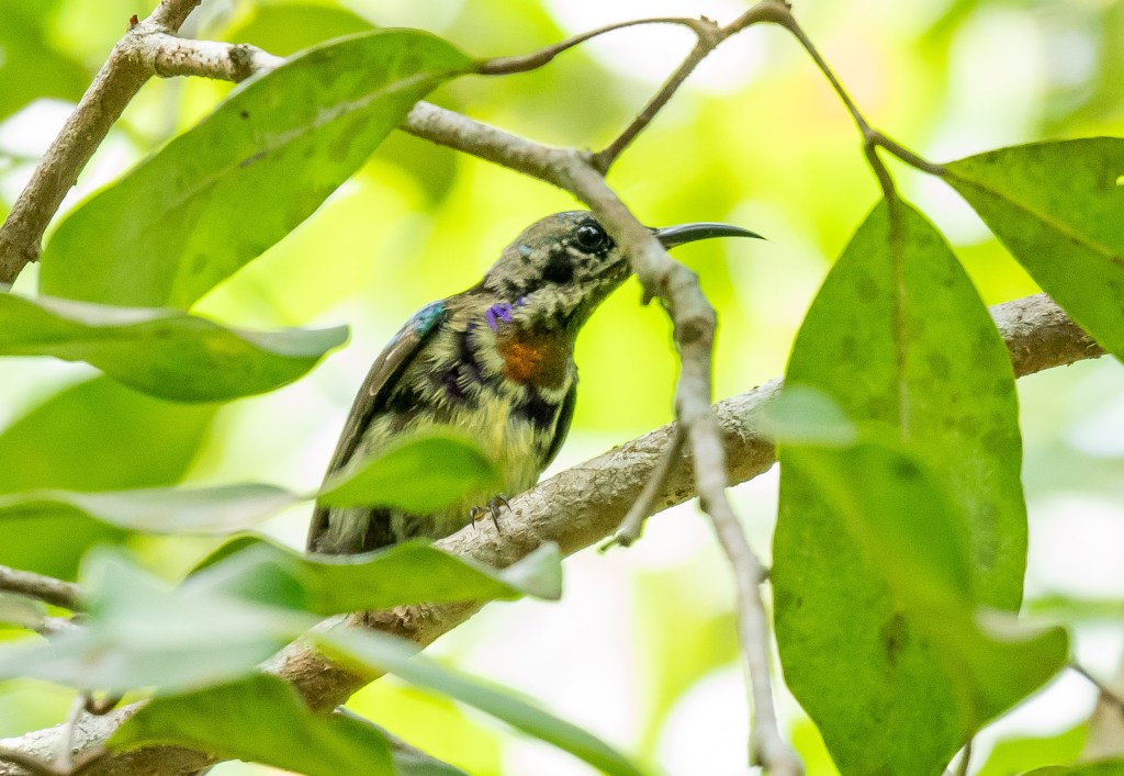 A close-up of a small bird perched among green leaves, showcasing its colorful plumage and inquisitive expression.