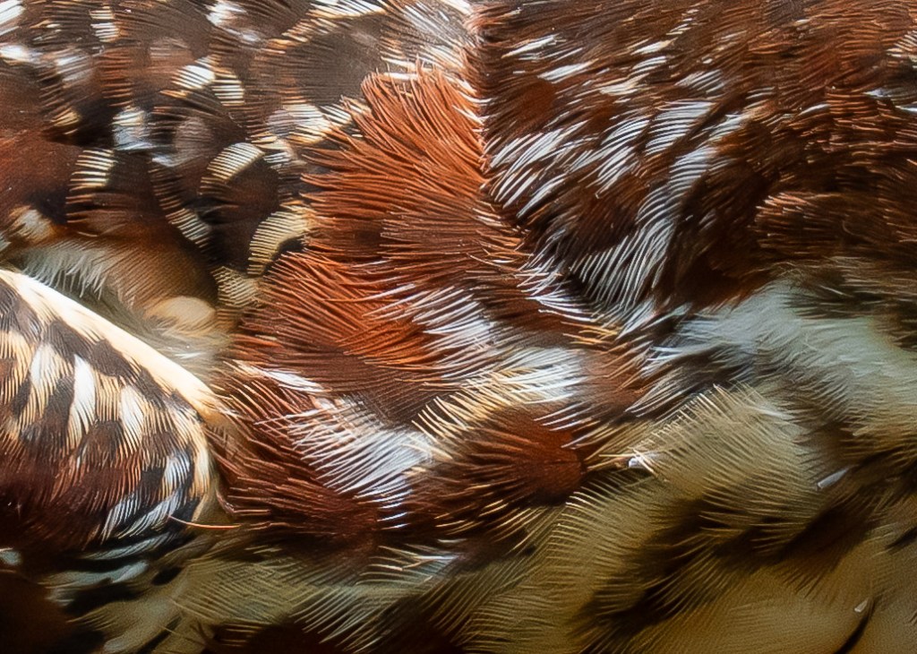 Close-up of a bird's feathers showcasing intricate patterns and textures in shades of brown, white, and cream.