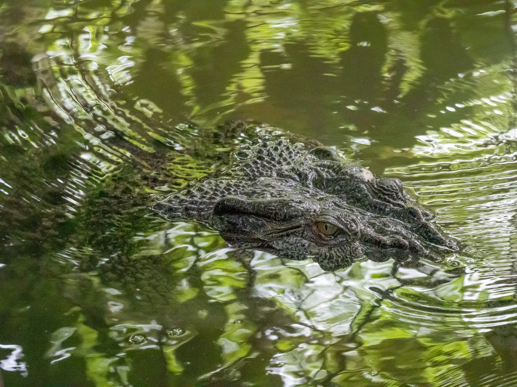 A close-up view of a crocodile's head partially submerged in water, surrounded by reflections of greenery.