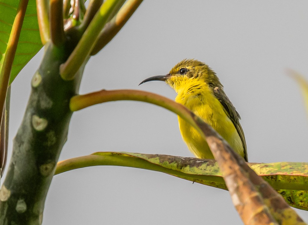 A small yellow bird perched on a branch among green leaves, with a blurred background.