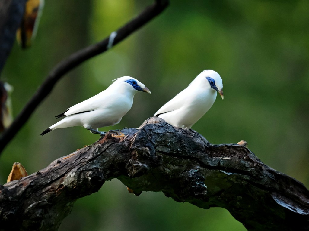 Two Bali starlings perched on a branch, showcasing their distinctive white feathers and blue facial markings against a blurred green background.