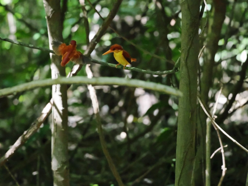 A close-up photograph of a small bird perched on a branch, surrounded by greenery in a forest setting.