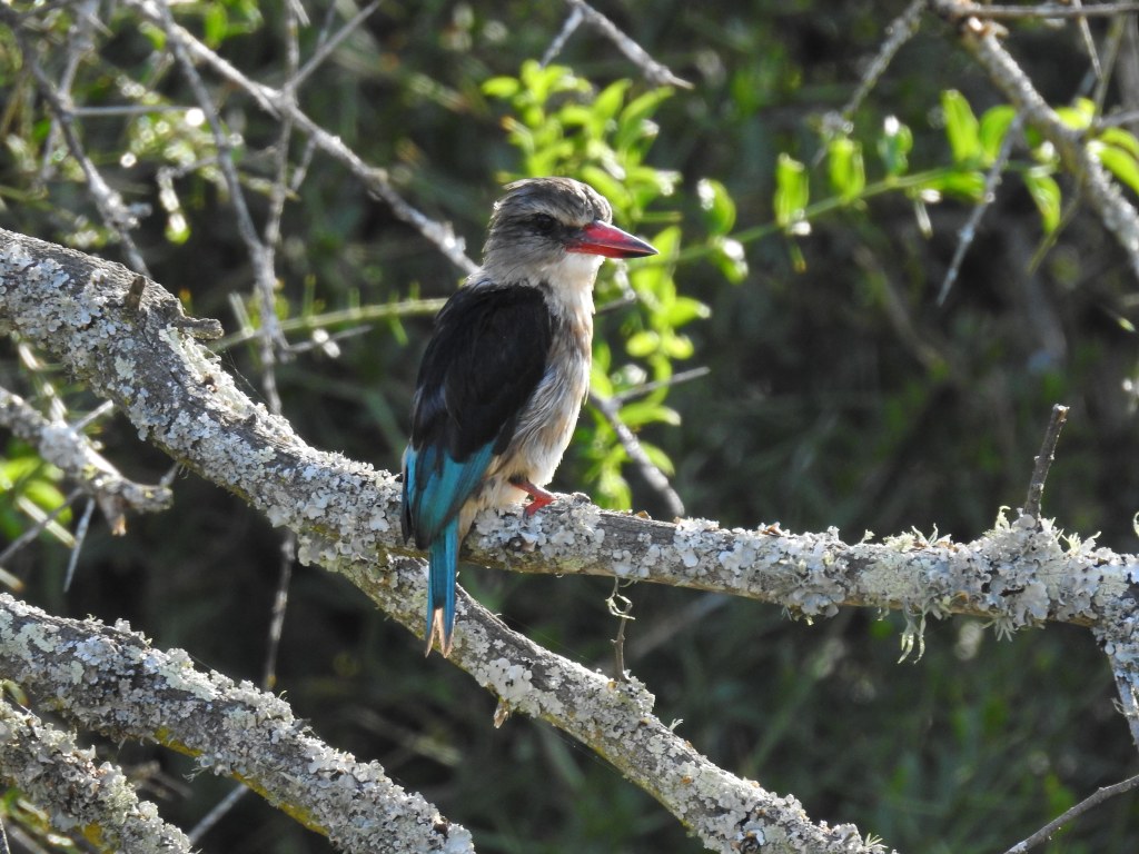 brown hooded king fisher