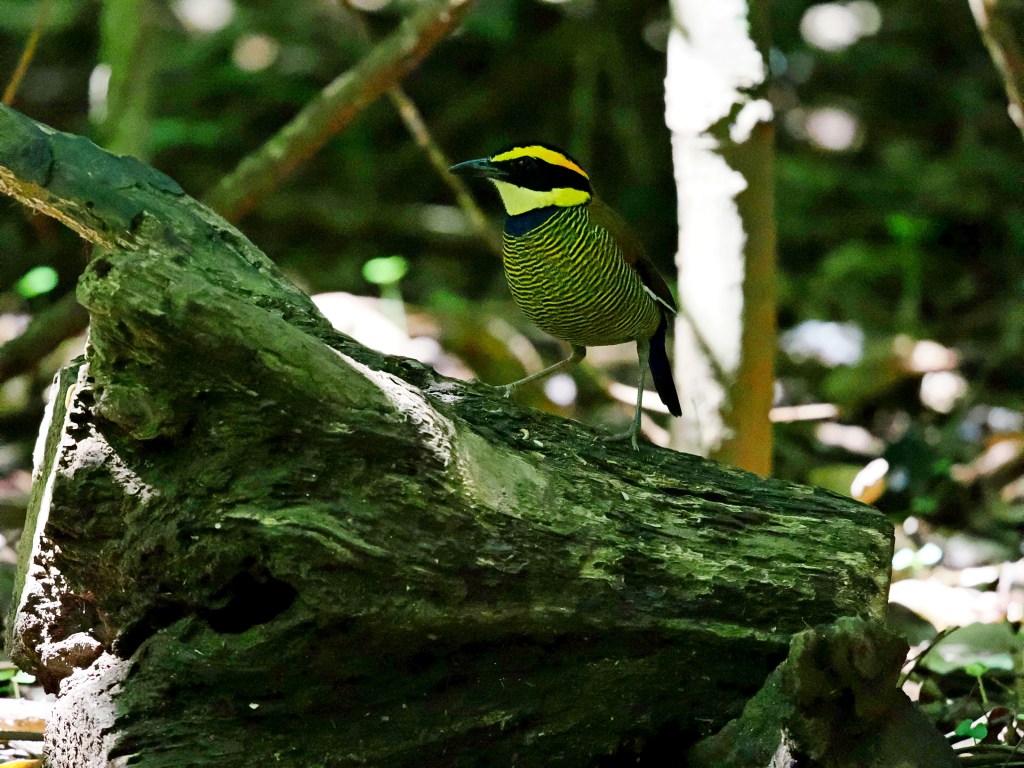 A colorful bird standing on a log in a forested area, surrounded by greenery.