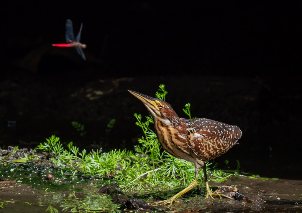 A brown and white heron standing on the shore of a wetland, with green foliage in the foreground and a blurred red dragonfly flying in the background.