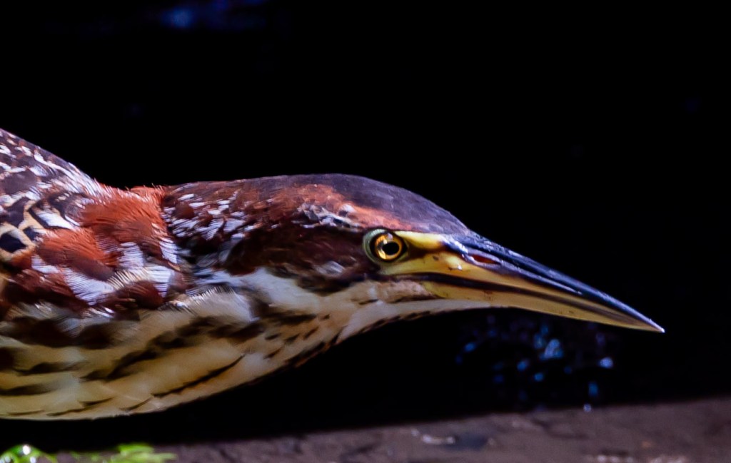 Close-up of a bird's head showcasing intricate feather patterns and a sharp beak against a dark background.
