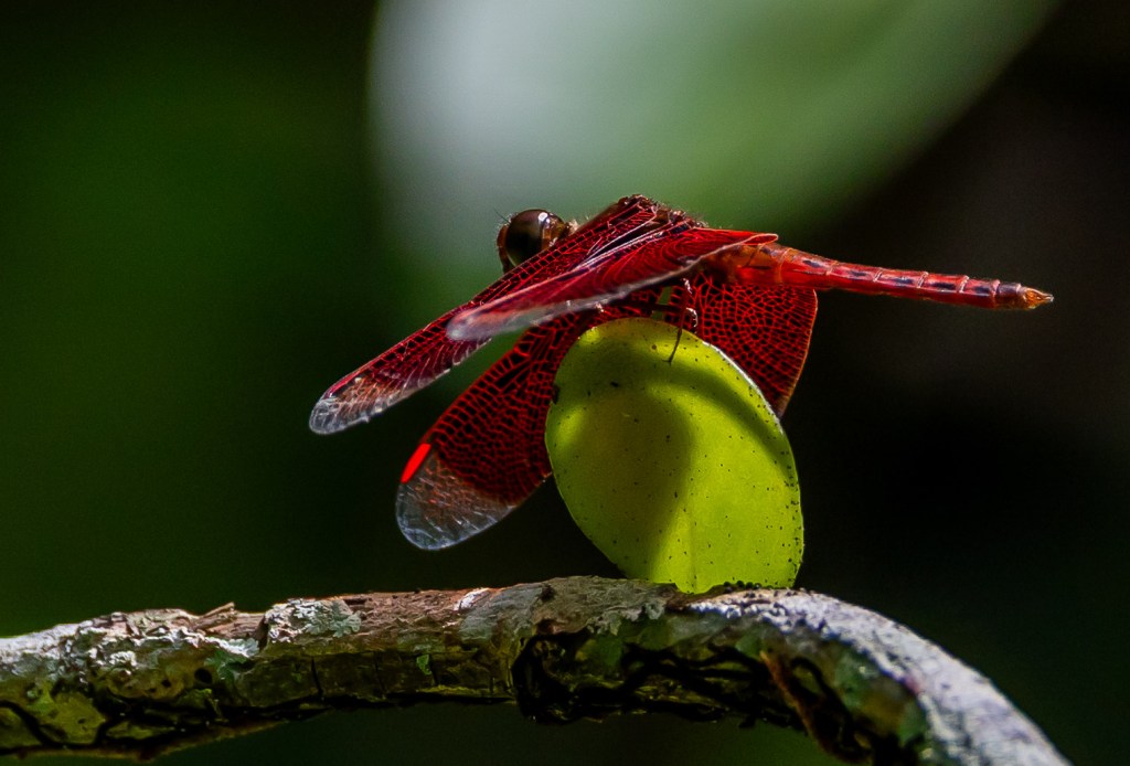 A close-up image of a red dragonfly perched on a green leaf, with a blurred green background.