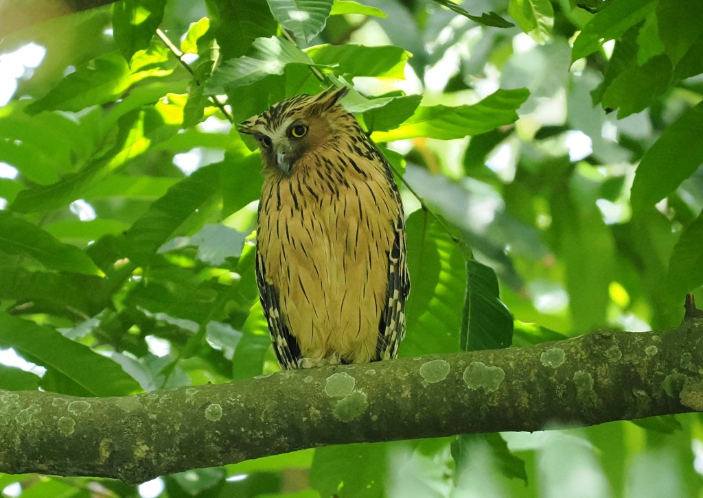 A brown and striped owl perched on a branch surrounded by green leaves in a nature reserve.