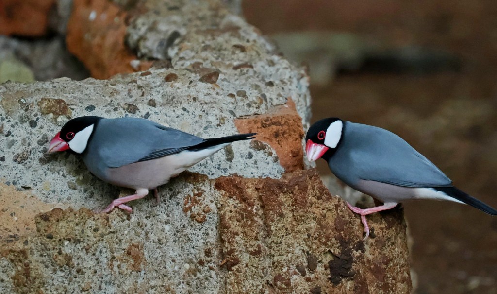 Two sparrows perched on a rocky surface, showcasing their gray feathers and distinctive red beaks.