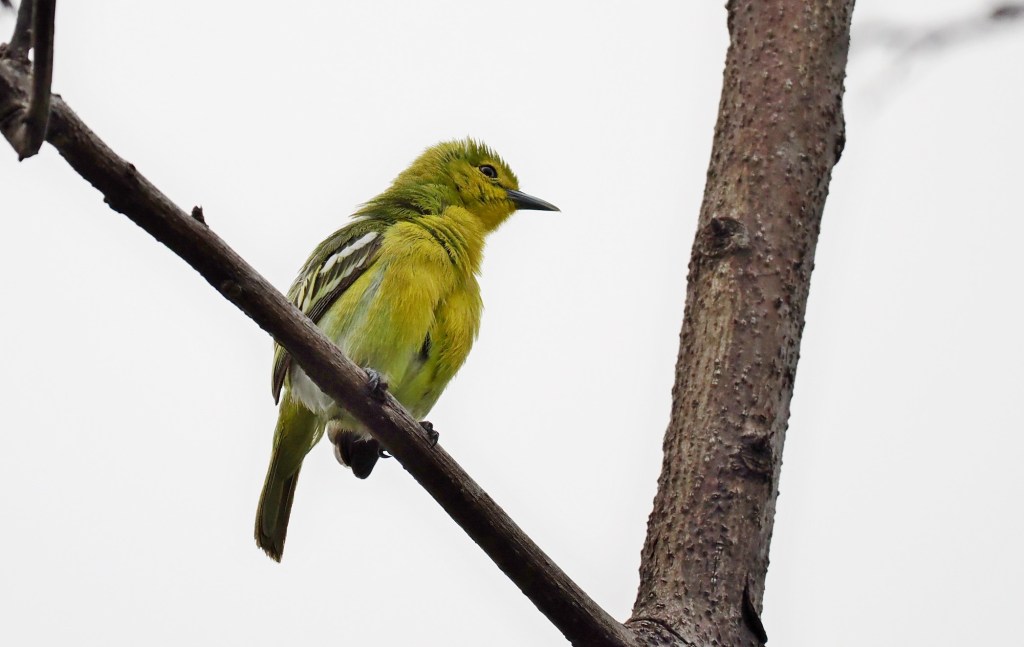 A close-up of a yellow bird perched on a branch, facing slightly to the side.