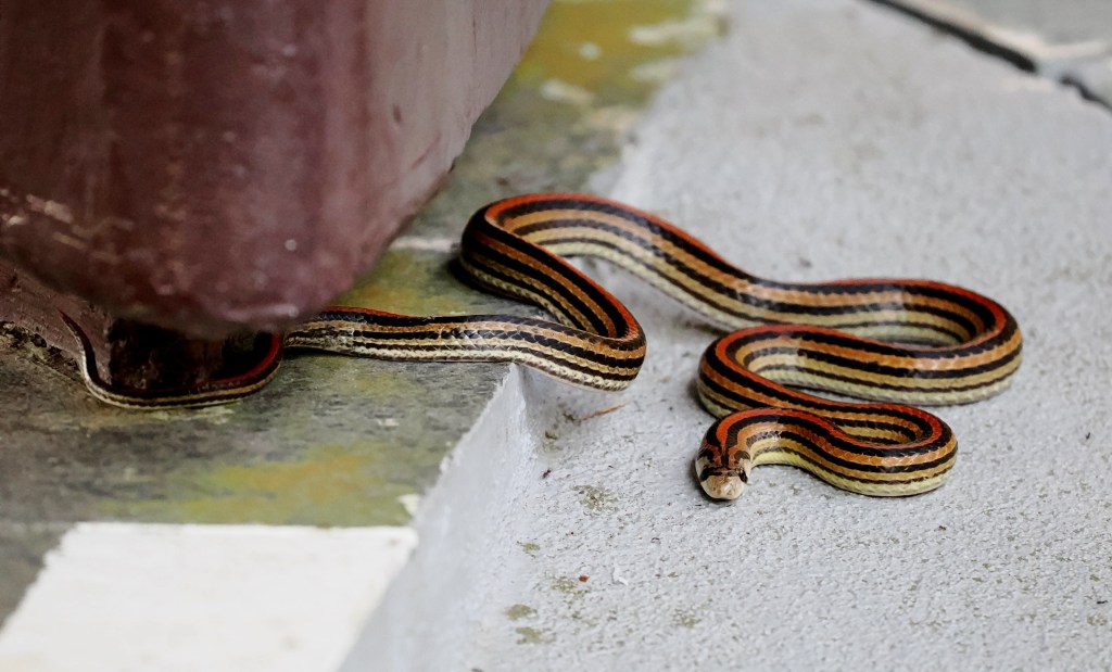 A close-up image of a striped snake resting on a concrete surface near a dark red structure, displaying its distinctive orange, black, and yellow striped pattern.