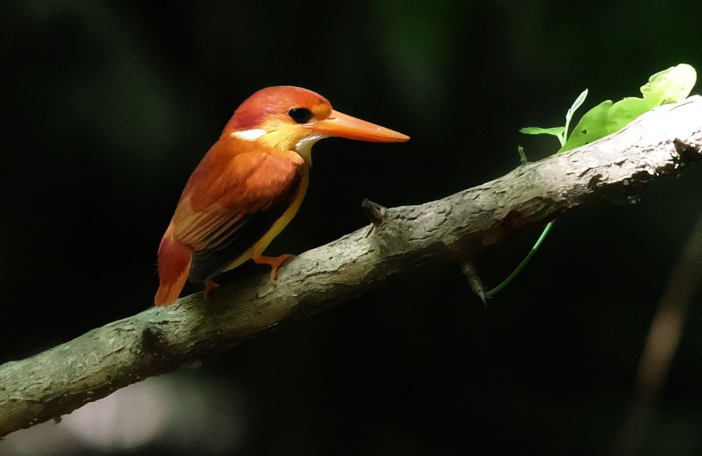 A colorful bird perched on a branch, illuminated by soft light, with bright orange feathers and a long beak.