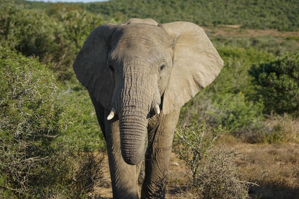 the elephants were plentiful and came real close