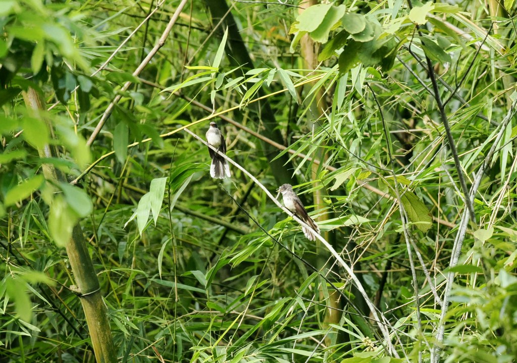 Two birds perched on thin branches amidst lush green bamboo foliage in a vibrant natural setting.