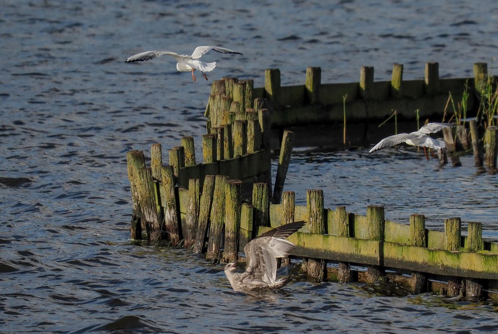 A serene view of water with several birds flying and one swimming near wooden posts along the shore.