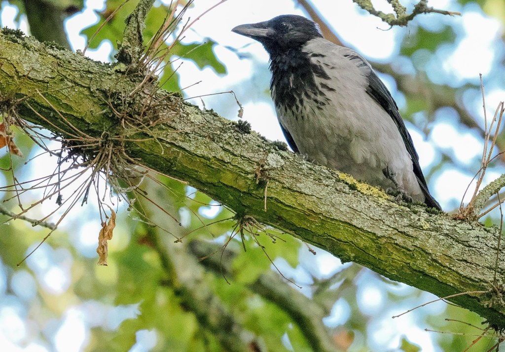 A close-up of a gray bird perched on a branch, surrounded by green leaves.