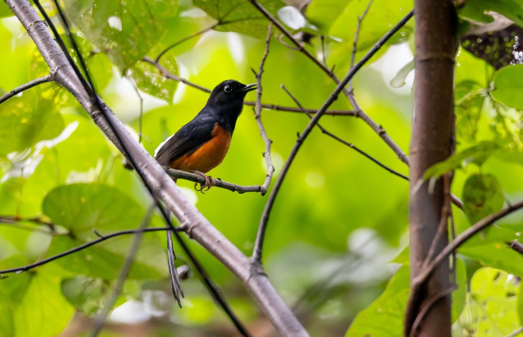 A small bird with a black head and an orange belly perched on a branch, surrounded by green foliage.