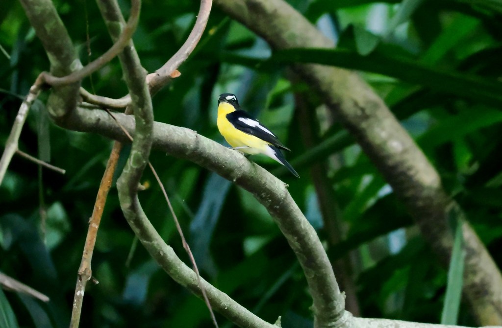 A small yellow and black bird perched on a branch amidst lush green foliage.