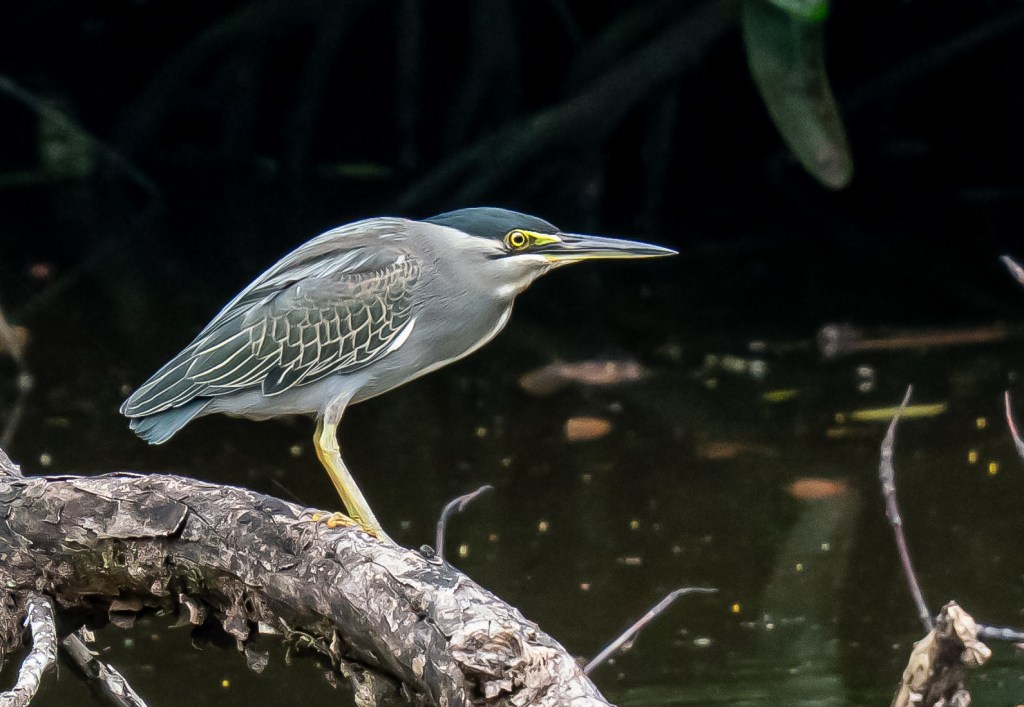 A greenish-grey heron standing on a log near a dark water surface, surrounded by greenery.