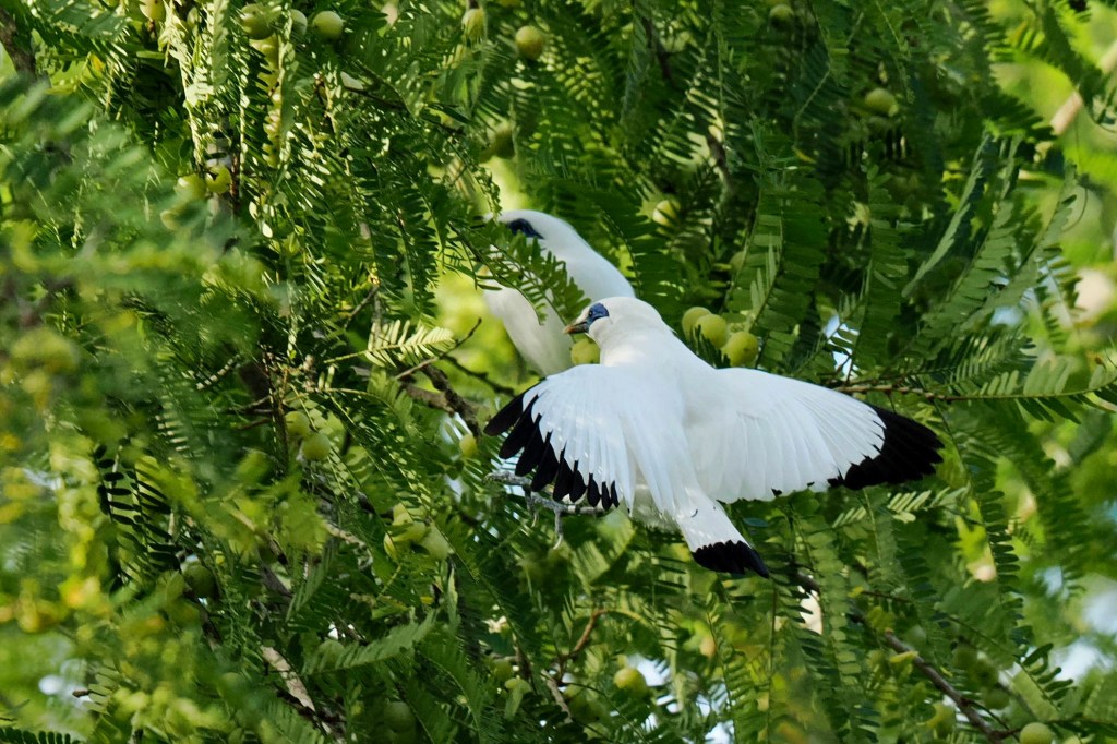 A white bird with black wing tips is perched on branches with green leaves and fruit, possibly in a tropical setting.