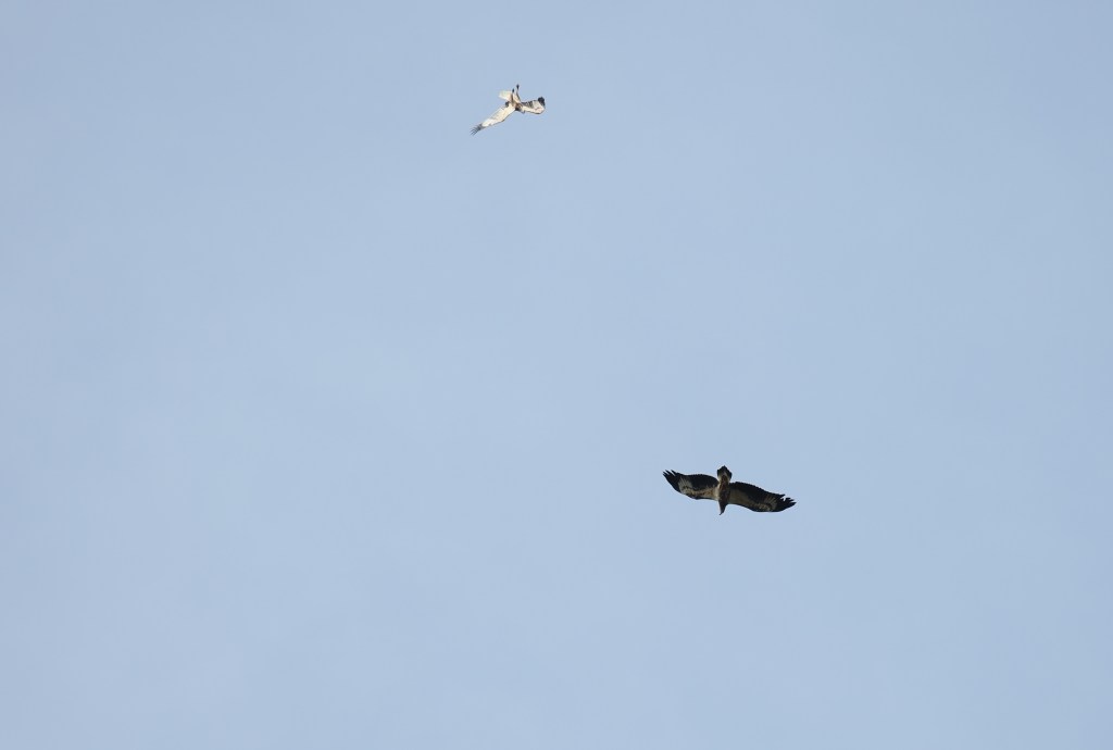 Two birds flying in a clear blue sky, one soaring above and one gliding below.