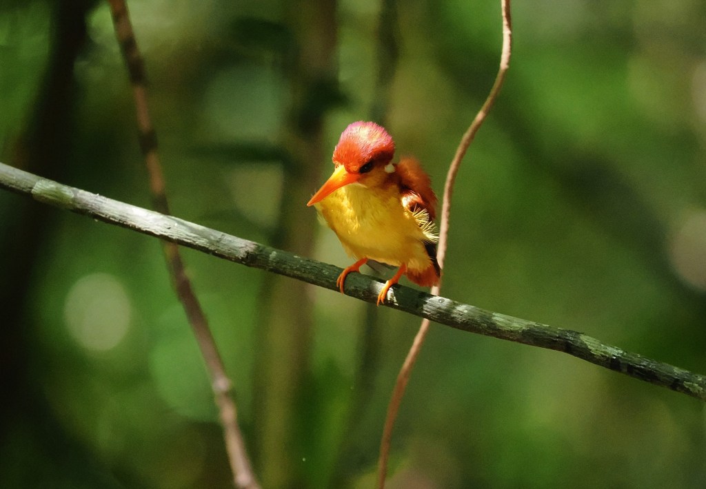 A vibrant bird with red and yellow plumage perched on a branch in a lush green environment.