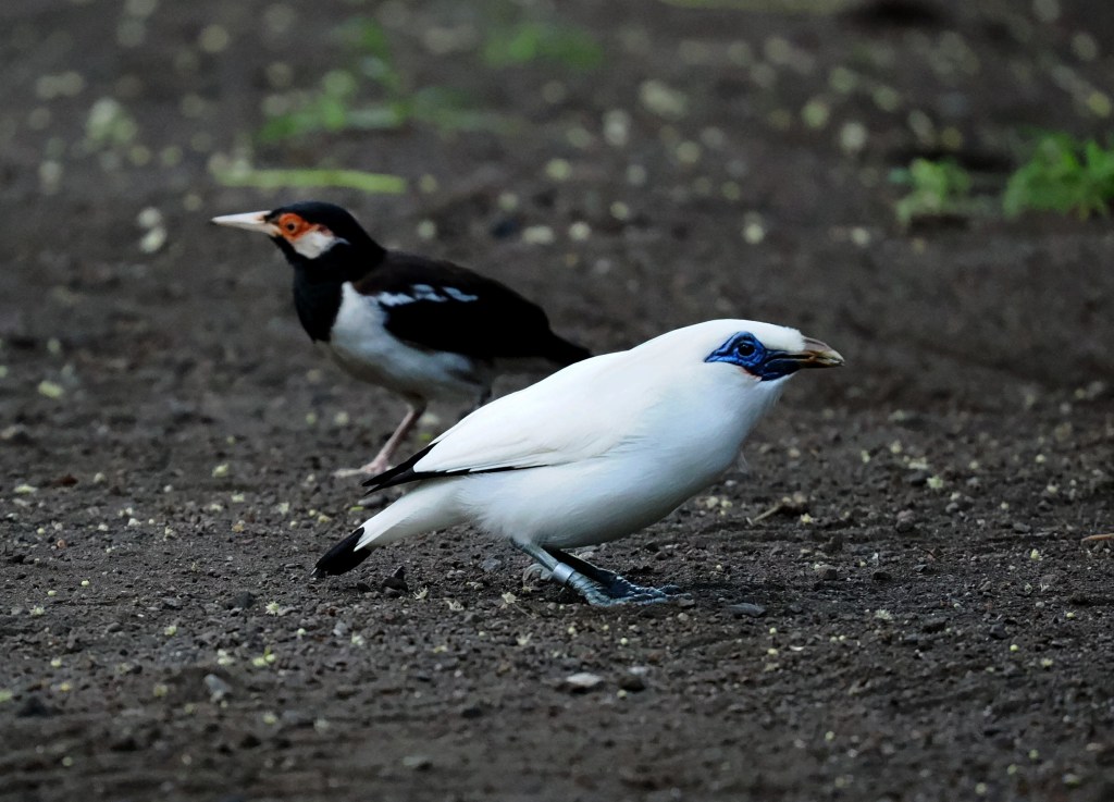 A white bird with a blue face and beak foraging on the ground, alongside a black bird with an orange spot on its face.
