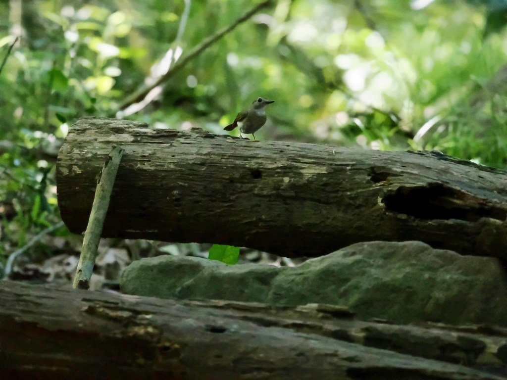A small bird perched on a log in a forested area, surrounded by green foliage and natural elements.
