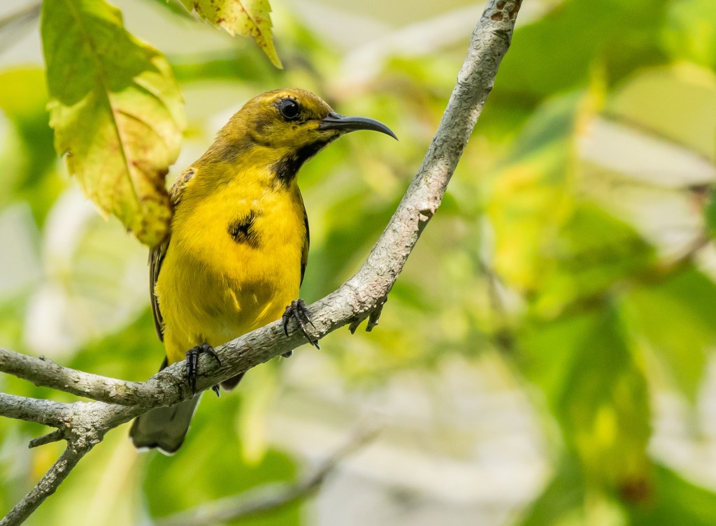 A yellow bird perched on a branch amidst green leaves.