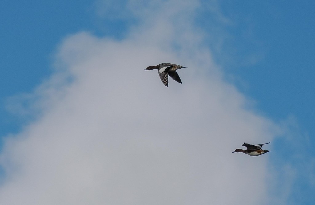 Two ducks in flight against a blue sky with clouds.