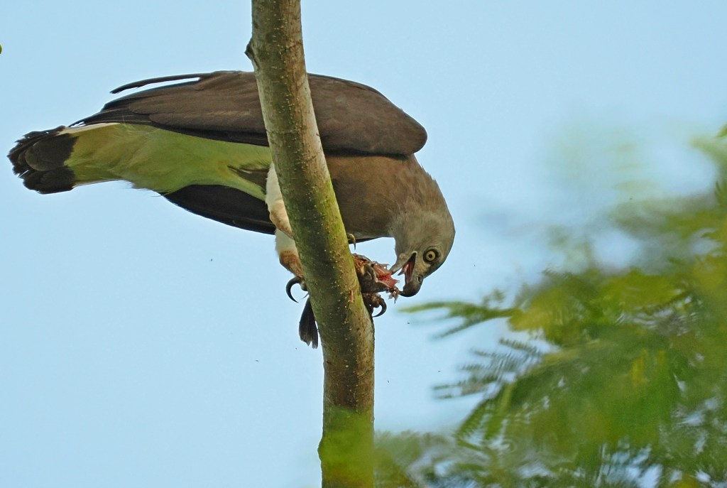 A bird perched on a tree branch, eating a piece of food, against a soft blue sky background with green foliage in the foreground.