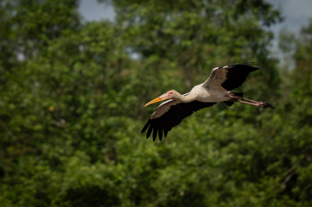 A stork flying gracefully against a blurred green background, showcasing its long wings and beak.
