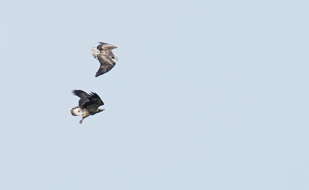Two birds of prey soaring in the sky, captured in mid-flight against a clear blue background.