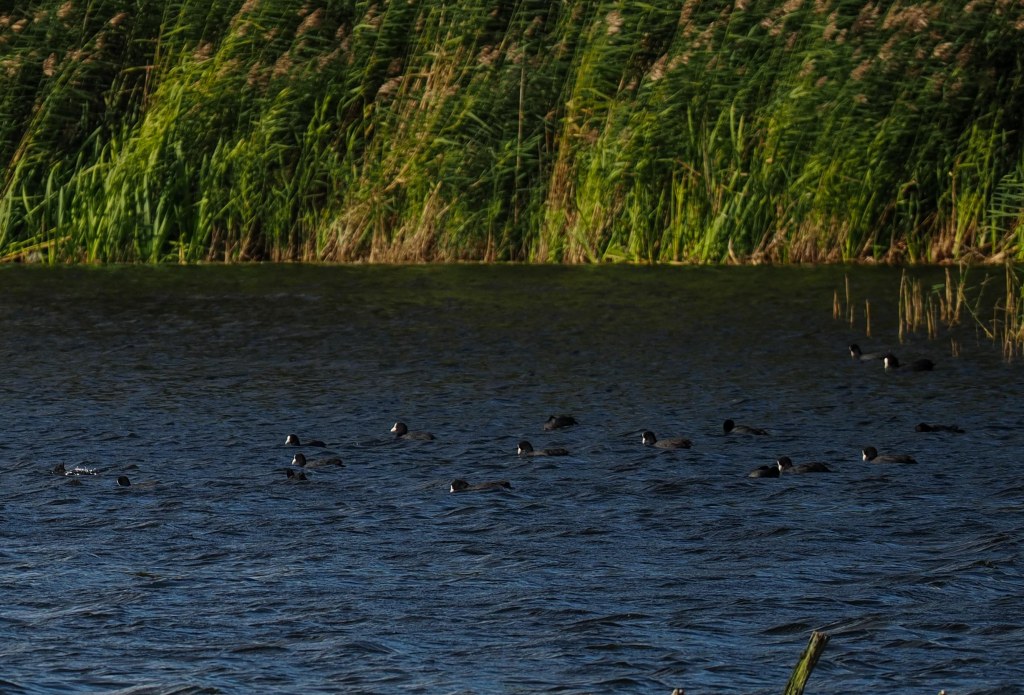 A group of waterfowl swimming in a calm lake surrounded by tall grasses.