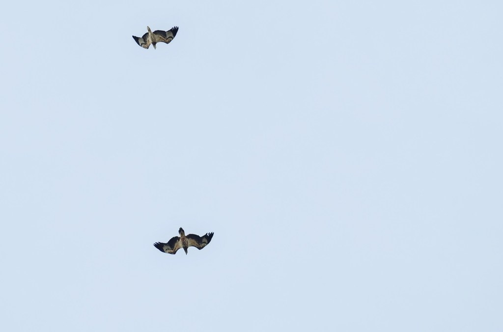 Two birds soaring in a clear blue sky.