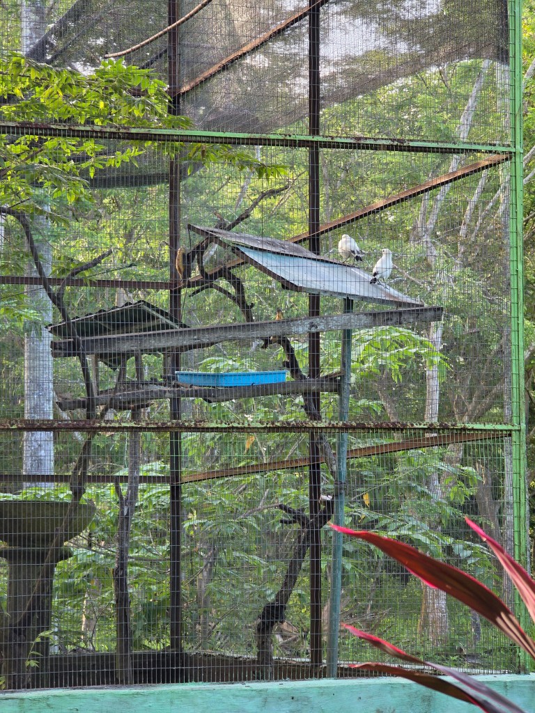 A view of a bird enclosure in a conservation park, featuring two birds on a rooftop perch surrounded by greenery.