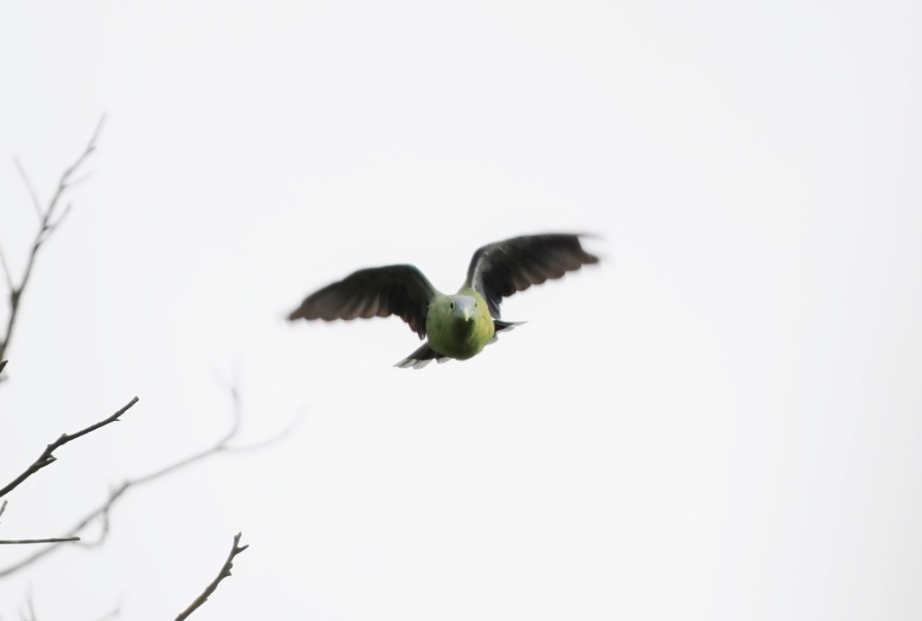 A bird in flight with green and black plumage against a bright background.