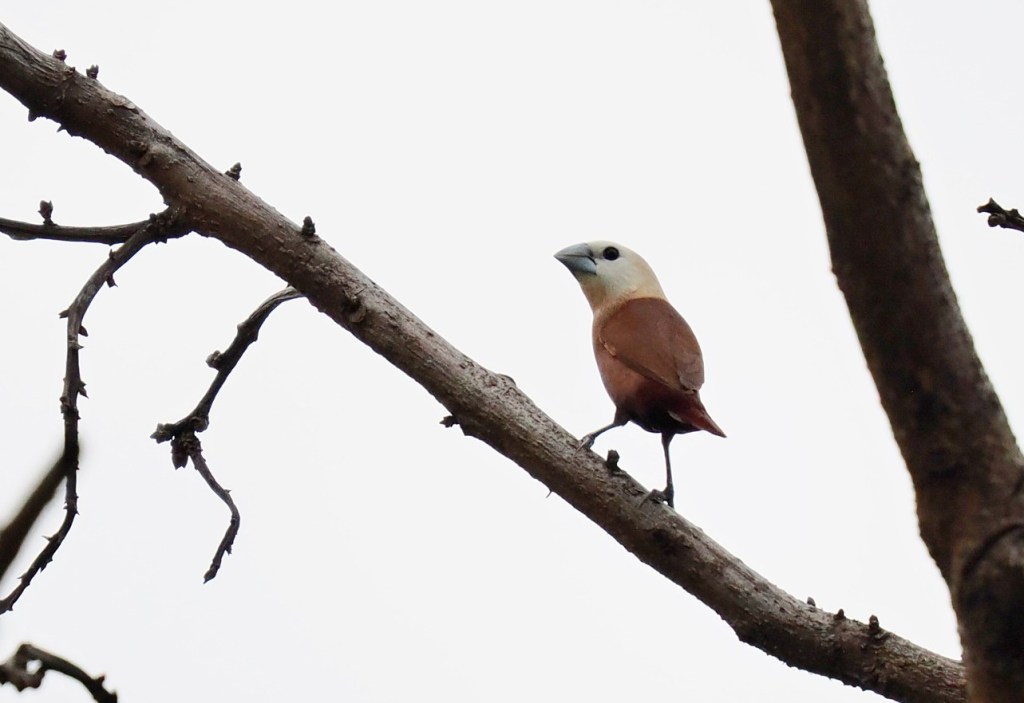 A bird perched on a branch, displaying a light brown body and a white head against a gray sky.