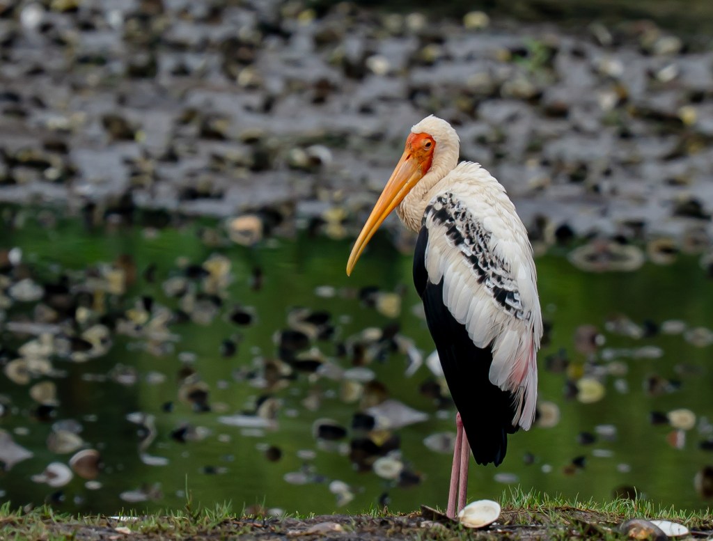 A side view of a stork with a long orange beak and white feathers, standing near a body of water with a blurred background of plants.