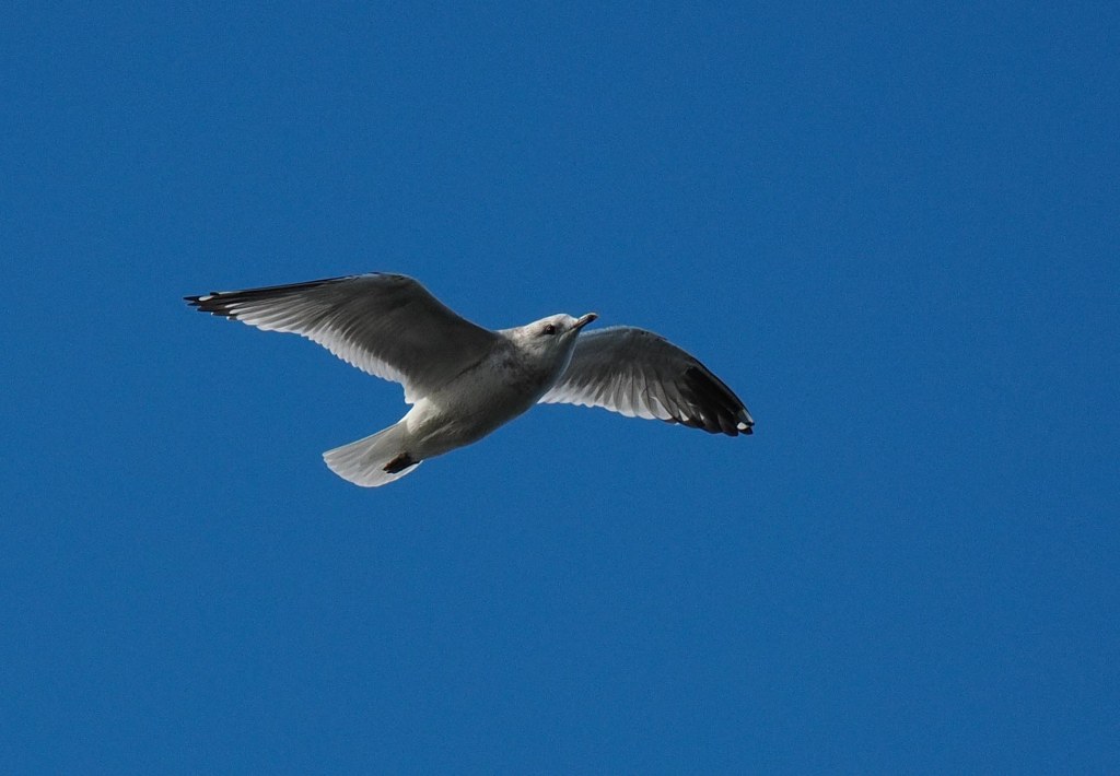 A seagull flying against a clear blue sky.