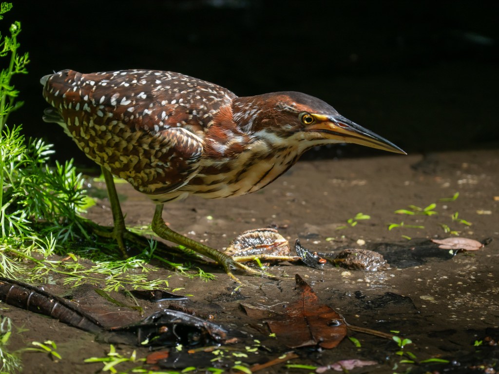 A close-up of a heron standing in shallow water surrounded by greenery, captured in natural light.