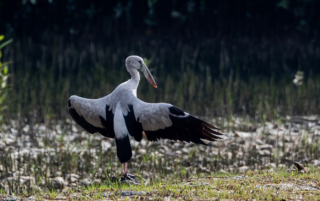A stork with outstretched wings standing on the ground near water, surrounded by green vegetation.