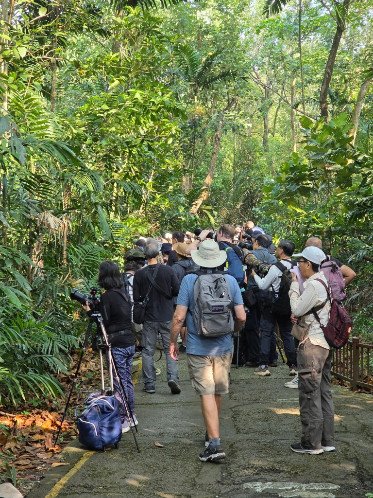 A crowded path in a lush green forest with numerous birdwatchers gathered, some with cameras and binoculars, observing wildlife.