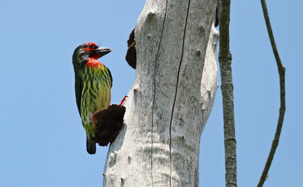 A colorful bird with a green body and red markings perched on a tree trunk against a clear blue sky.