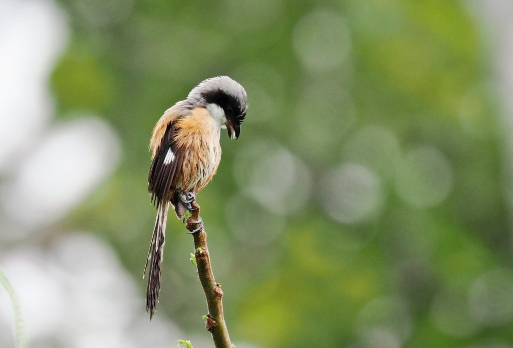A small bird perched on a branch with a blurred green background.