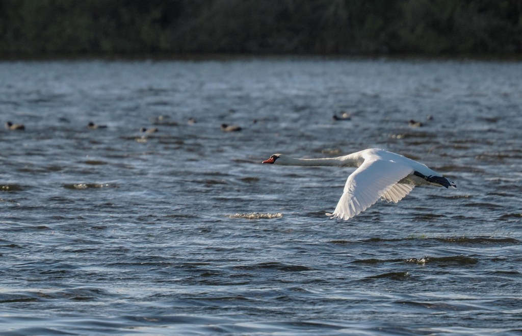 A swan gracefully gliding above the water surface, with other birds visible in the background, captured in clear and bright daylight.