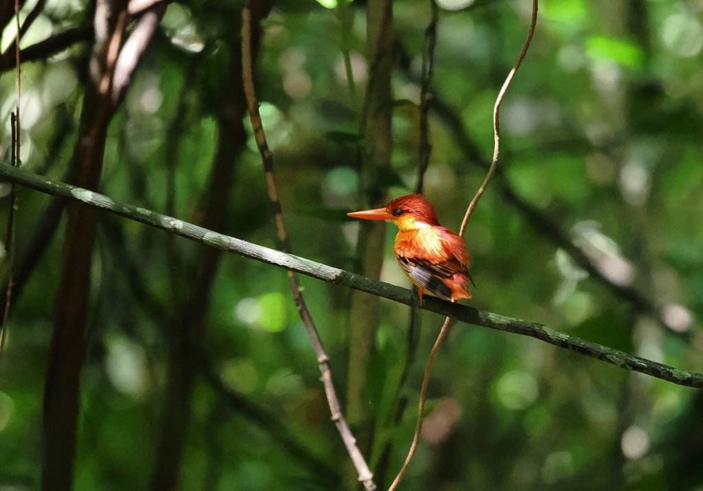 A brightly colored bird perched on a branch in a lush, green forest setting.